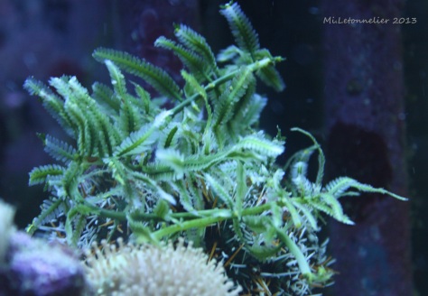 Revedecume 2012 07 Oursin tripneuse et ses algues
