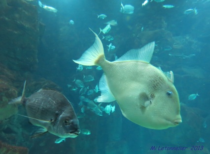 Aquarium de Porto moniz (11)