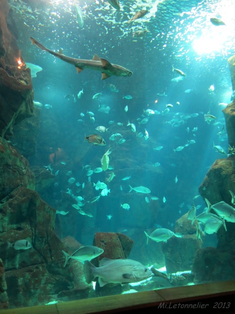 Aquarium de Porto moniz (13)