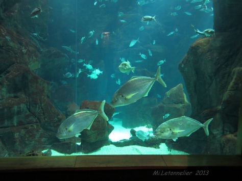 Aquarium de Porto moniz (14)