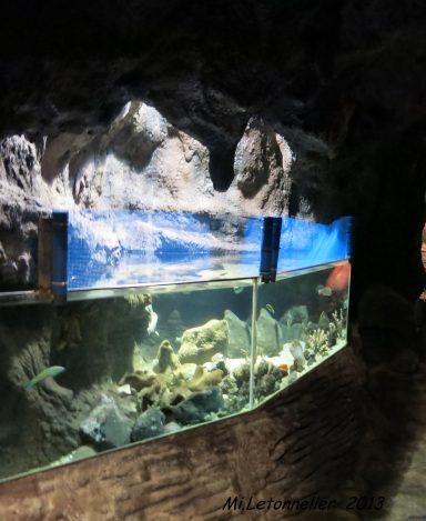 Aquarium de Porto moniz (15)