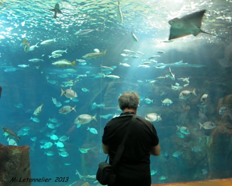 Aquarium de Porto moniz (16)