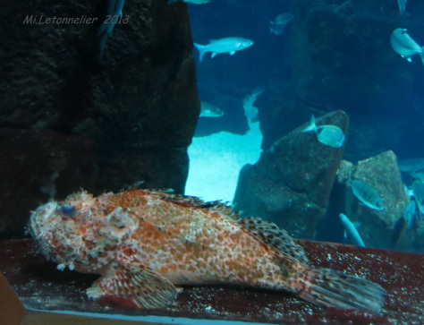 Aquarium de Porto moniz (21)