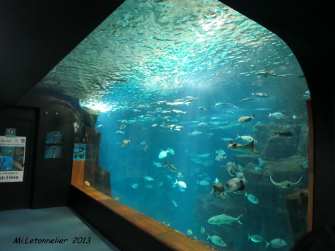 Aquarium de Porto moniz (22)
