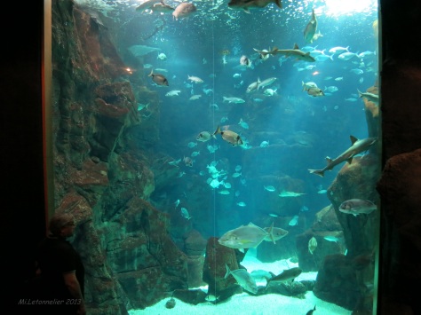 Aquarium de Porto moniz (9)